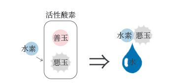 悪玉活性酸素除去
